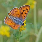 Violetter Feuerfalter (Lycaena alciphron ssp. gordius), Männchen