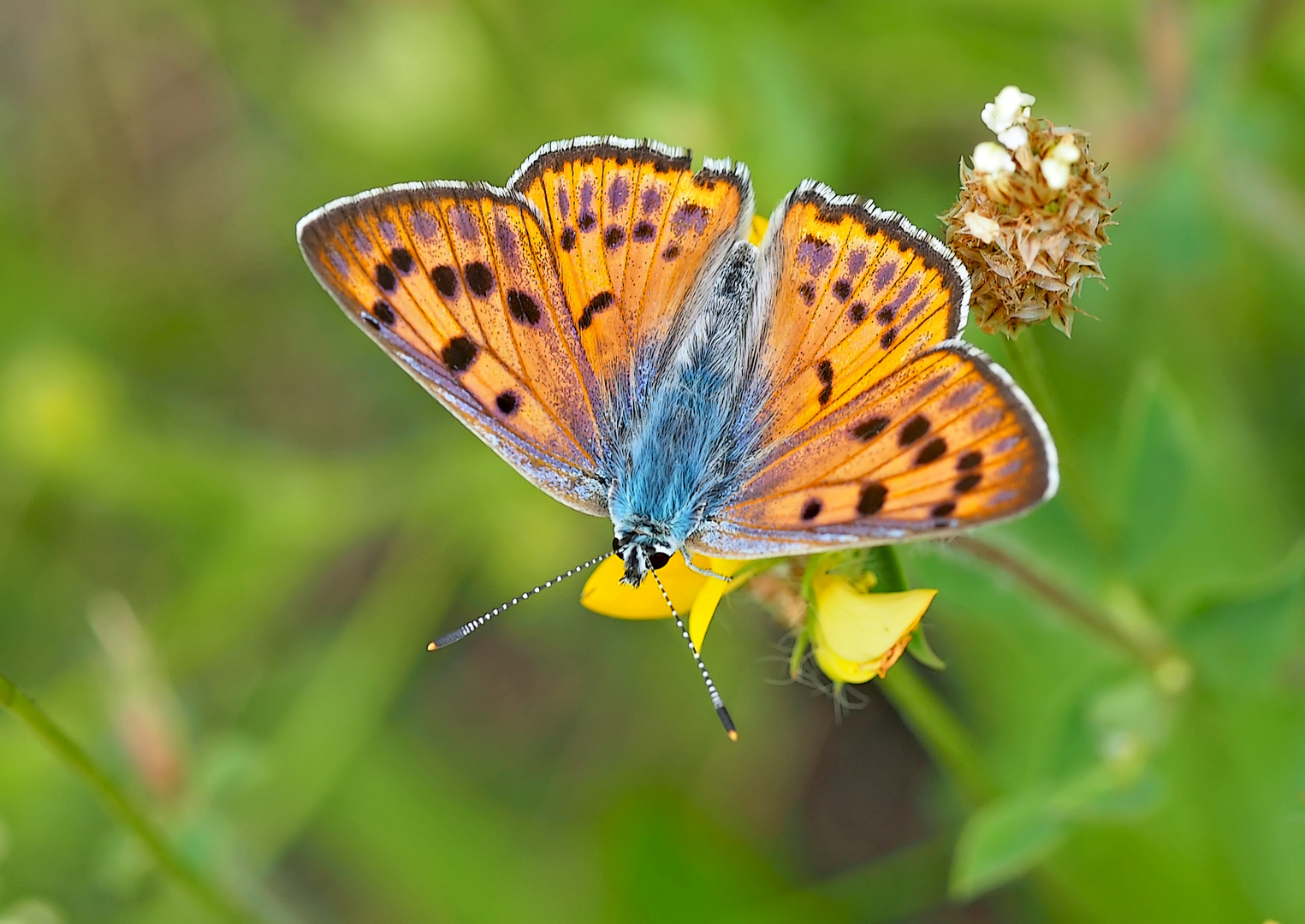 Violetter Feuerfalter (Lycaena alciphron: Unterart ssp.gordius).  -  Le Cuivré mauvin.