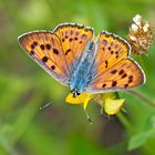 Violetter Feuerfalter (Lycaena alciphron: Unterart ssp.gordius).  -  Le Cuivré mauvin.