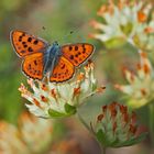 Violetter Feuerfalter (Lycaena alciphron: Unterart ssp.gordius). - Le Cuivré mauvin.