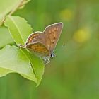 Violetter Feuerfalter (Lycaena alciphron), Weibchen