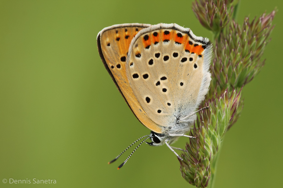 Violetter Feuerfalter (Lycaena alciphron) Weibchen