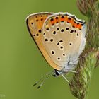 Violetter Feuerfalter (Lycaena alciphron) Weibchen