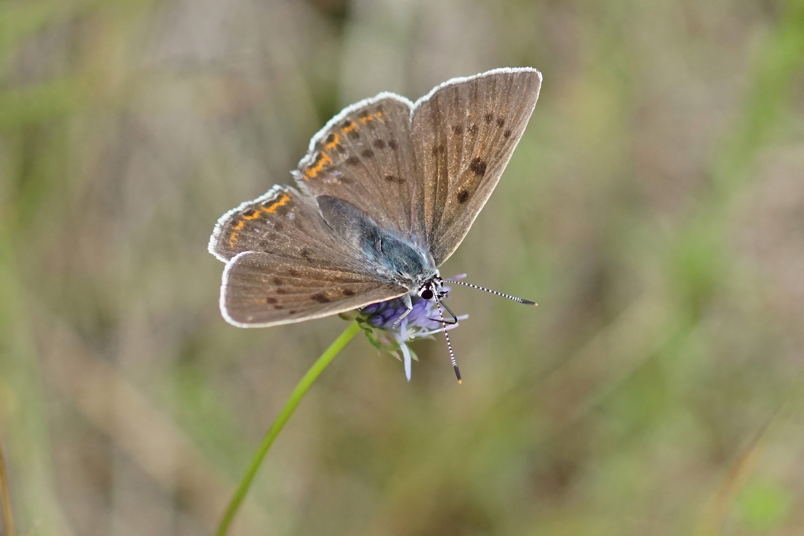 Violetter Feuerfalter (Lycaena alciphron), Weibchen