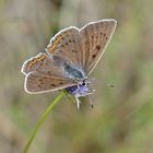 Violetter Feuerfalter (Lycaena alciphron), Weibchen