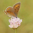 Violetter-Feuerfalter (Lycaena alciphron), Weibchen