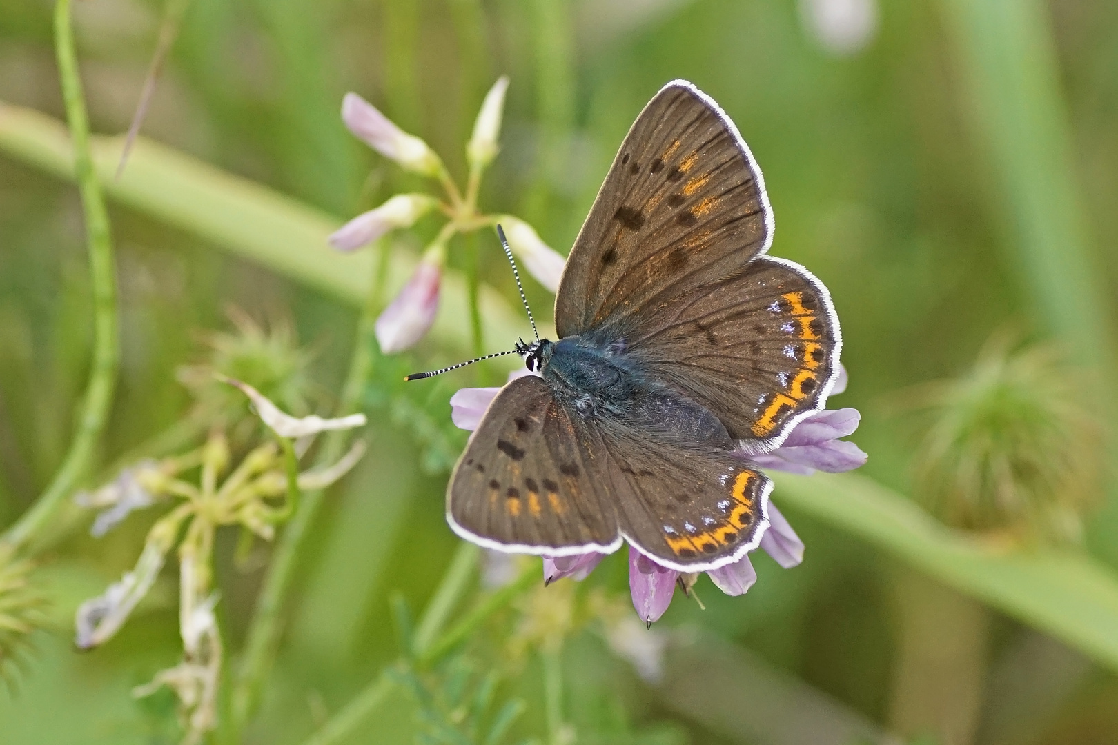 Violetter Feuerfalter (Lycaena alciphron), Weibchen