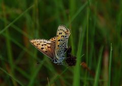 Violetter Feuerfalter(Lycaena alciphron) ?? - Bestimmungshilfe!!