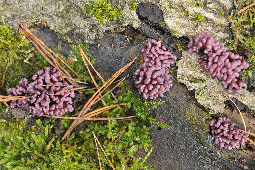 Violetter Gallertbecherling – Wundern am Totholz