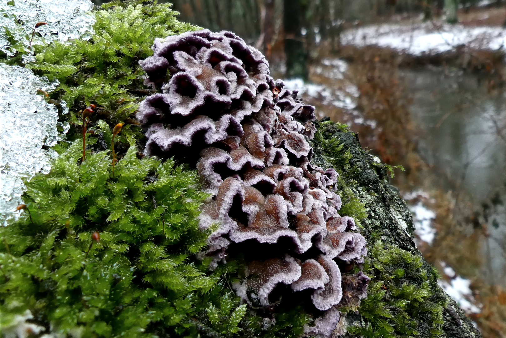 Violetter Knorpel-Schichtpilz  (Chondrostereum purpureum)