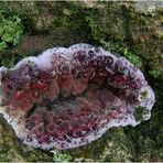 Violetter Knorpelschichtpilz (Chondrostereum purpureum)