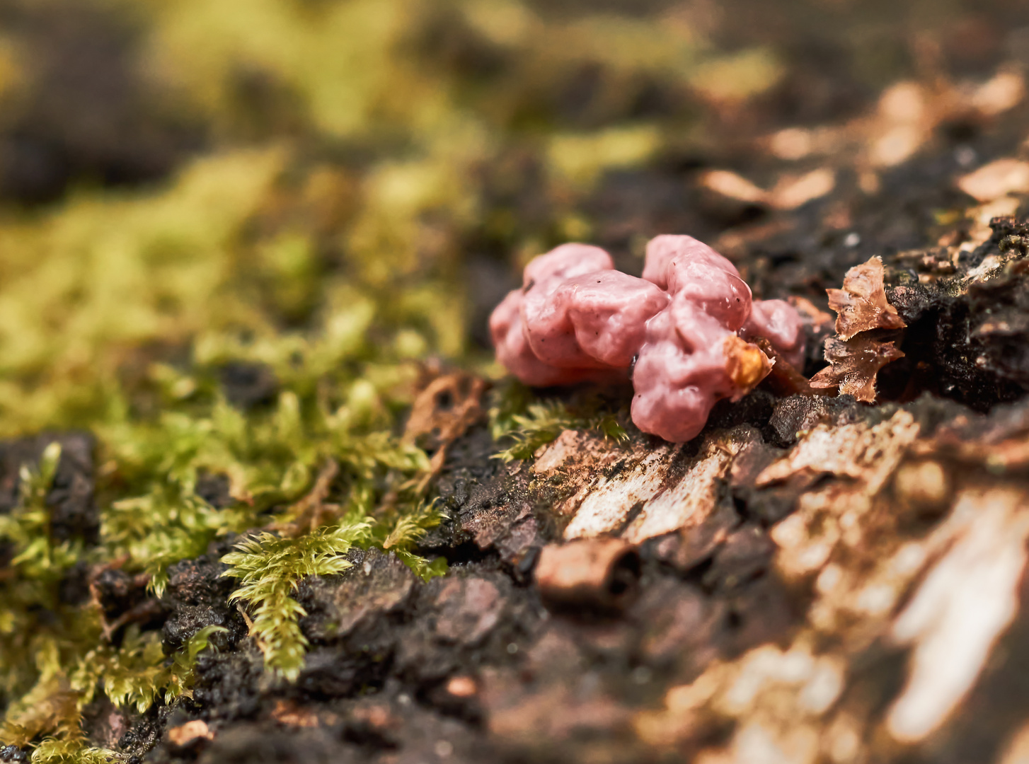 Violetter Knorpelschichtpilz (Chondrostereum purpureum)