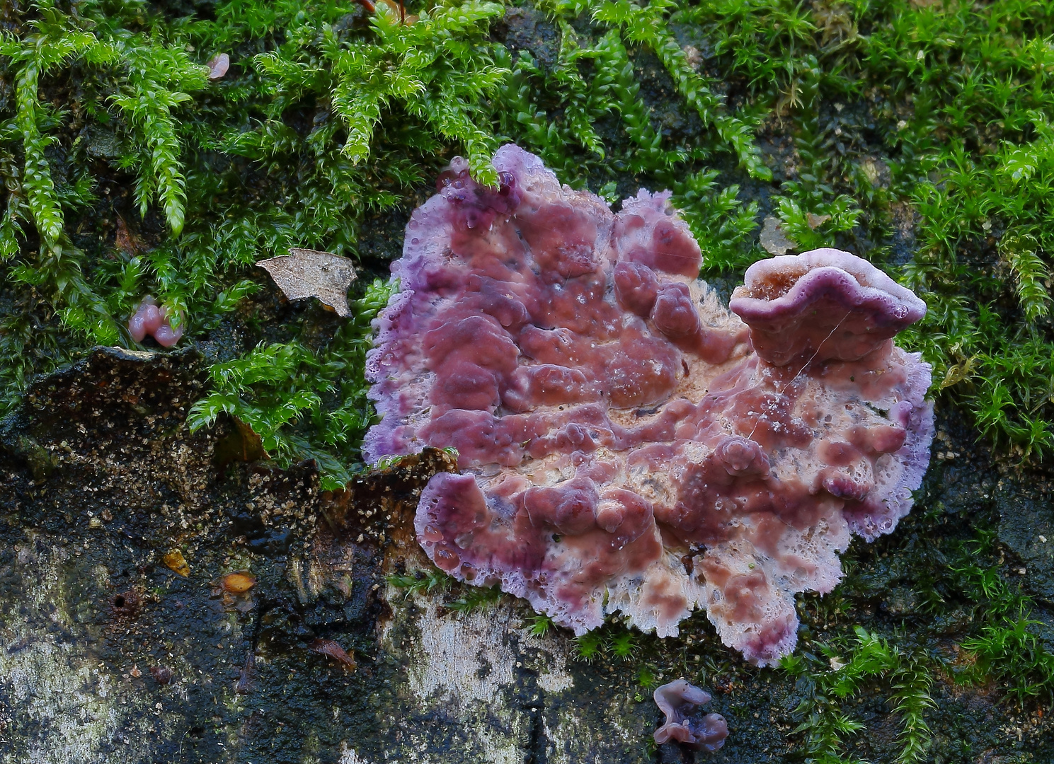 Violetter Knorpelschichtpilz (Chondrostereum purpureum, syn.: Stereum purpureum)