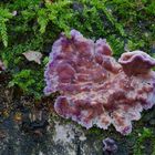 Violetter Knorpelschichtpilz (Chondrostereum purpureum, syn.: Stereum purpureum)