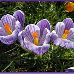 Violetter Krokus