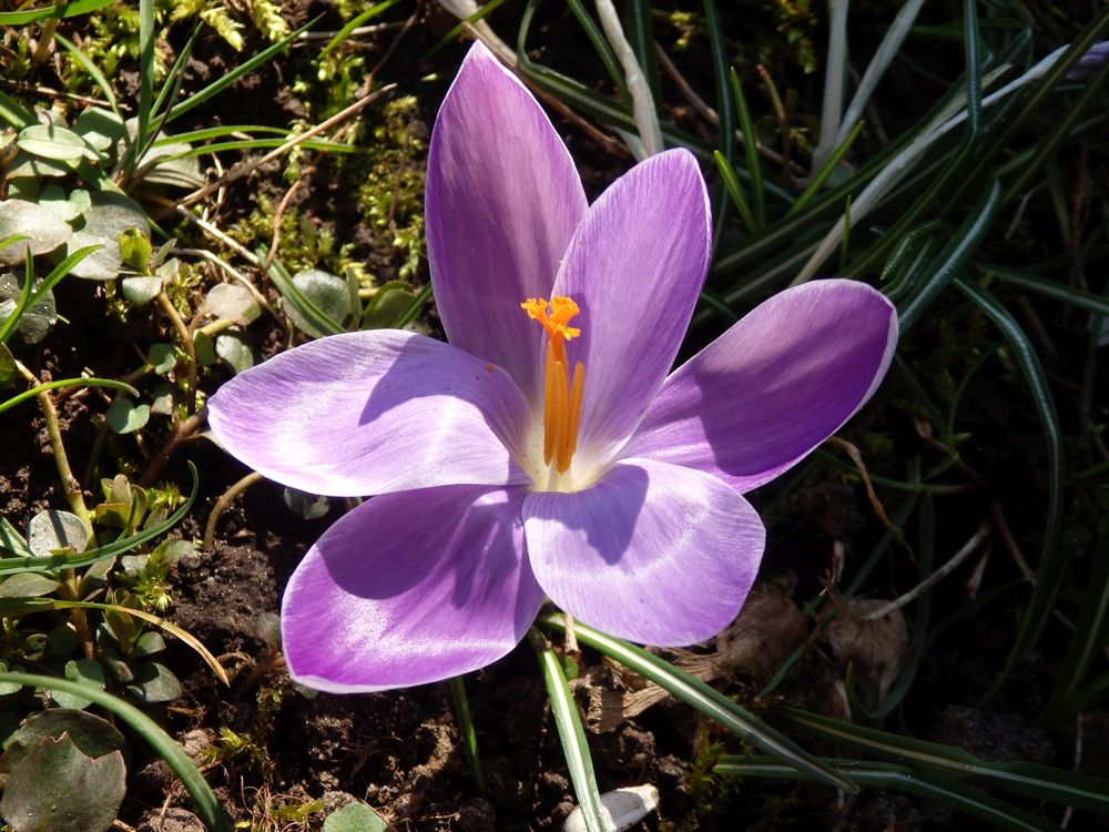 Violetter Krokus - ein Fest für die Augen Foto & Bild  natur, krokus, krokusse Bilder auf 
