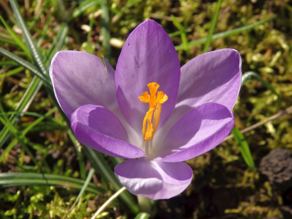 Violetter Krokus - ein Fest für die Augen Foto & Bild  natur, krokus, krokusse Bilder auf 