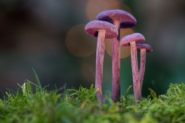 Violetter Lacktrichterling