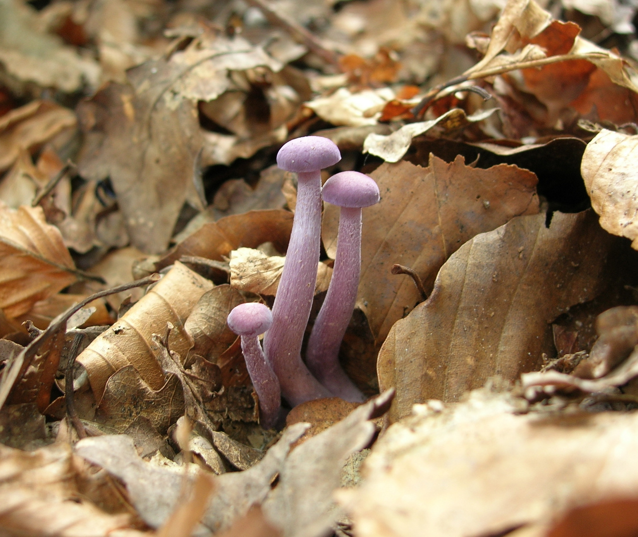 Violetter Lacktrichterling (in jungem Stadium)