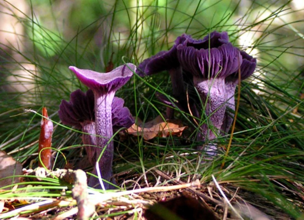 Violetter Lacktrichterling ( Laccaria amethystea )