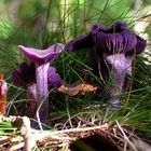 Violetter Lacktrichterling ( Laccaria amethystea )