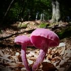 Violetter Lacktrichterling - Laccaria amethystea