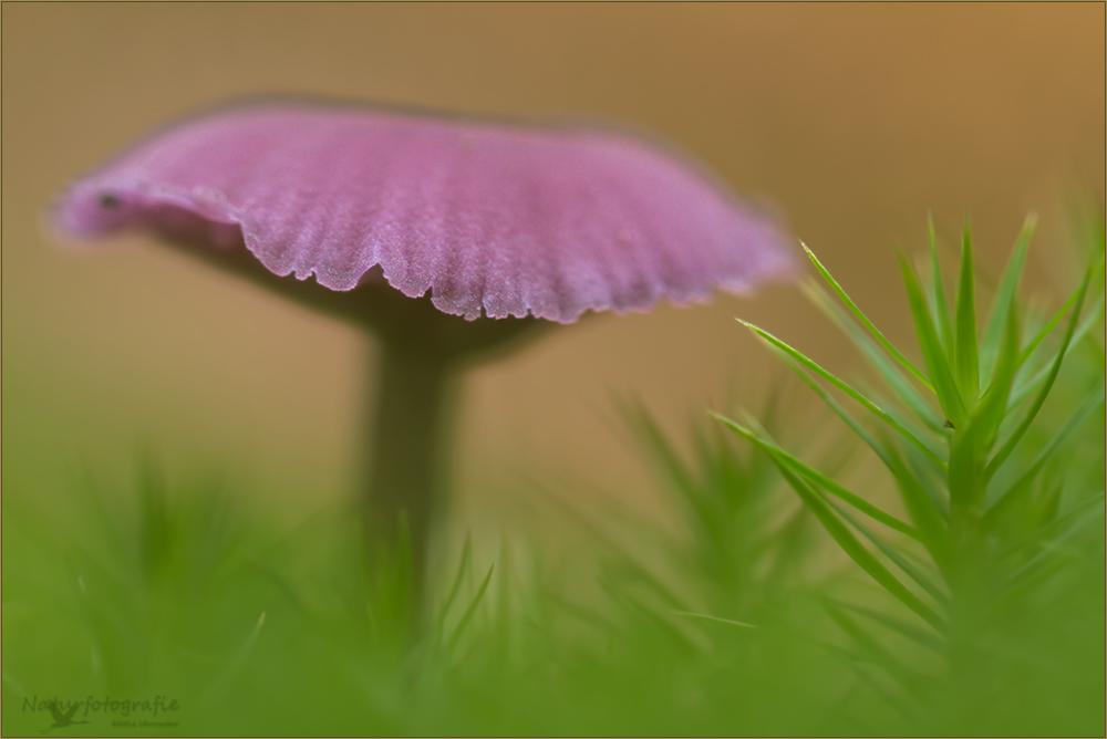 violetter lacktrichterling (Laccaria amethystea)