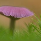 violetter lacktrichterling (Laccaria amethystea)