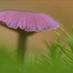 violetter lacktrichterling (Laccaria amethystea)