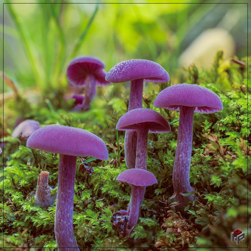 Violetter Lacktrichterling (Laccaria amethystea) Neuglobsow (grosser Stechlinsee)
