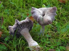 Violetter Lacktrichterling (Laccaria amethystina)