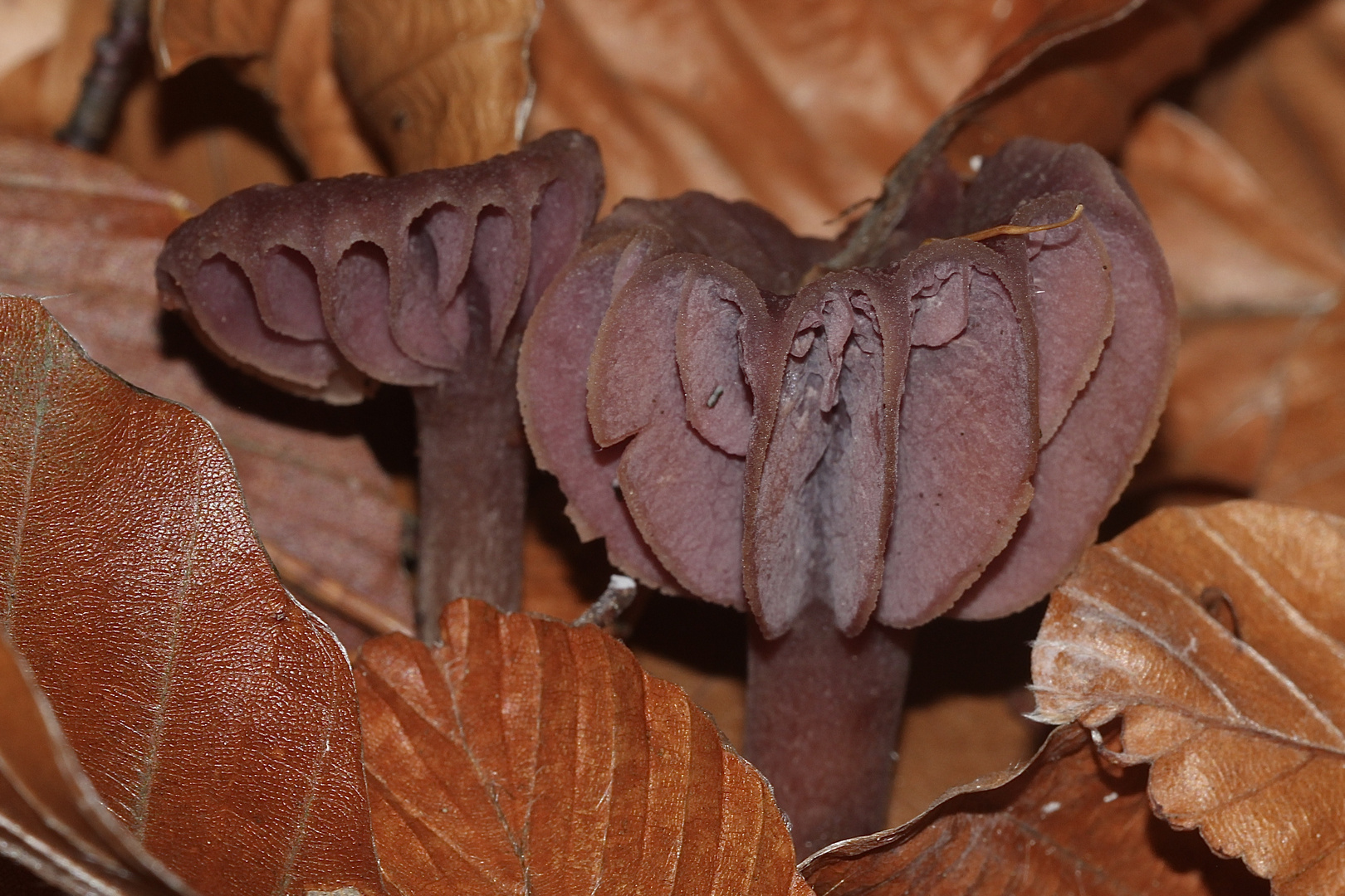 Violetter Lacktrichterling (Laccaria amethystina) I