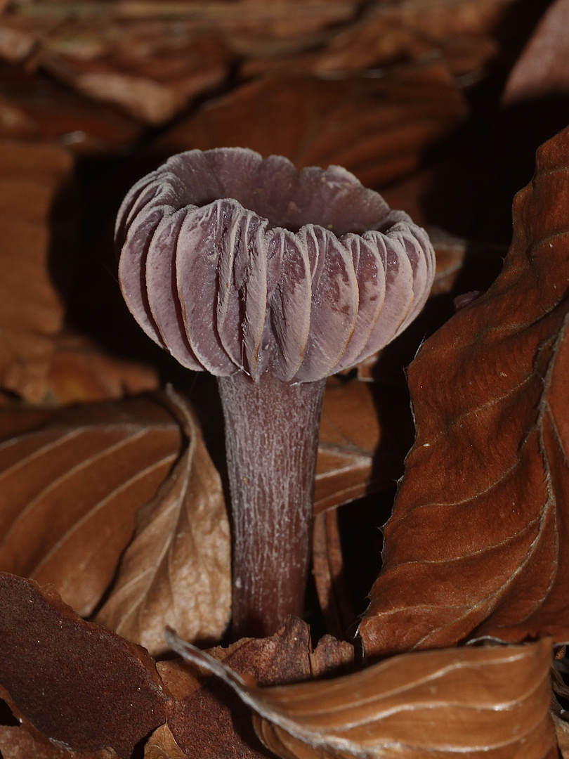 Violetter Lacktrichterling (Laccaria amethystina) II