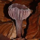 Violetter Lacktrichterling (Laccaria amethystina) II