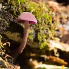 Violetter Lacktrichterling oder Amethystblaue Lacktrichterling (Laccaria amethystea)