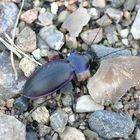 Violetter Laufkäfer - Carabus violaceus