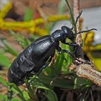 Violetter Maiwurm, Ölkäfer (Meloe Violaceus)