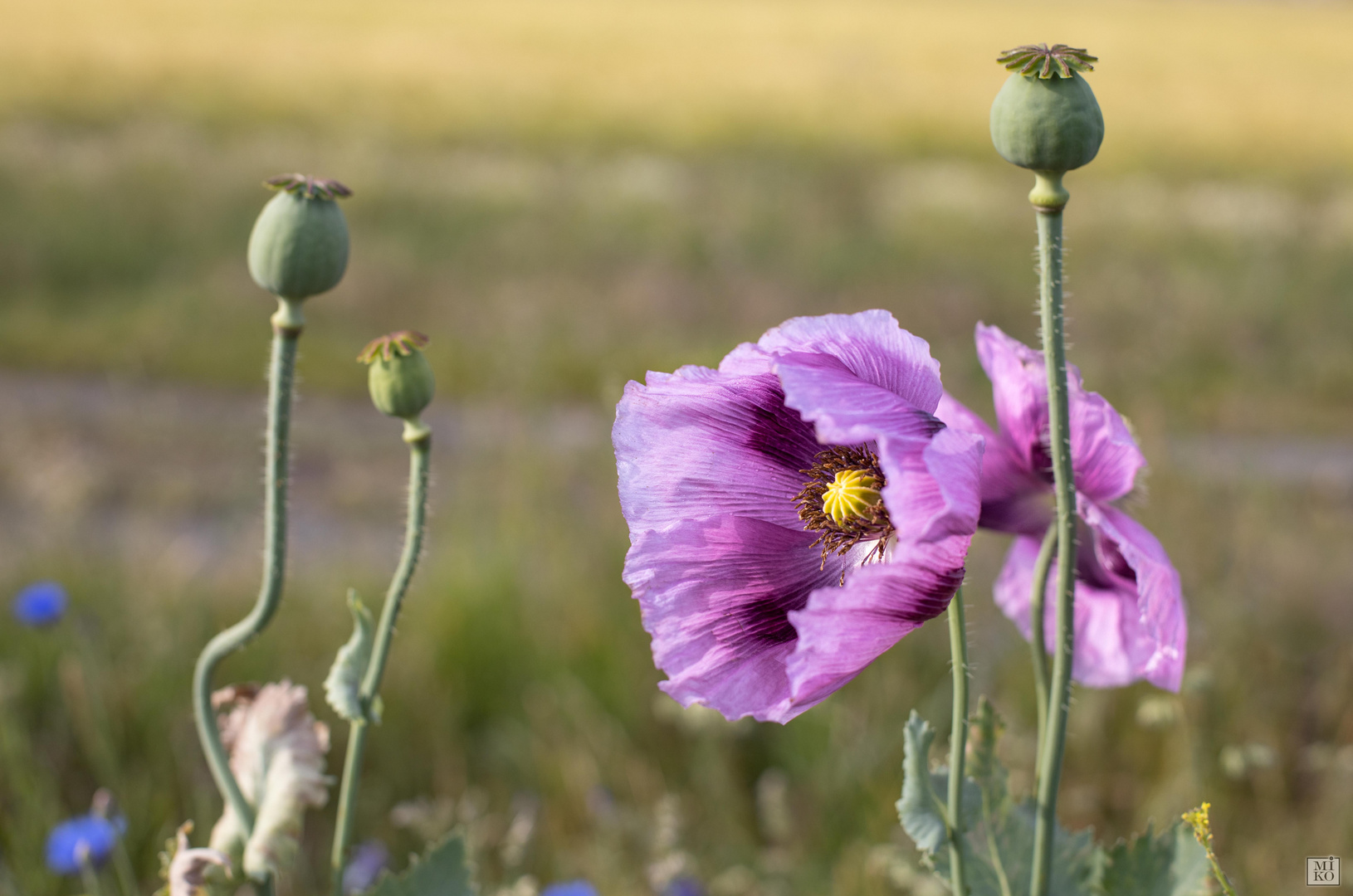 Violetter Mohn