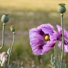 Violetter Mohn