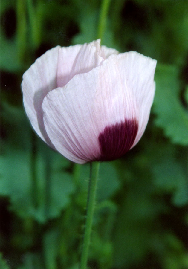 violetter Mohn