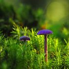 Violetter oder Amethystblauer Lacktrichterling (Laccaria amethystina)