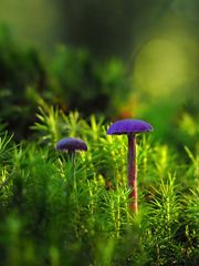 Violetter oder Amethystblauer Lacktrichterling (Laccaria amethystina)