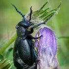 Violetter Ölkäfer (Meloe violaceus) 