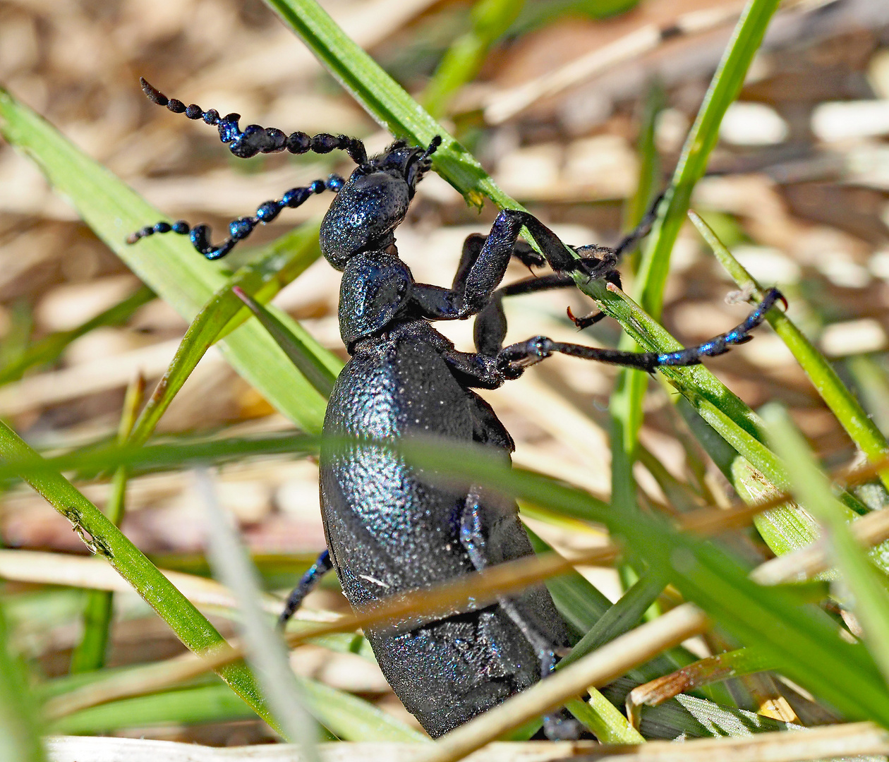 Violetter Ölkäfer (Meloe violaceus) beim Fressen.