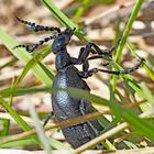 Violetter Ölkäfer (Meloe violaceus) beim Fressen.