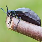 Violetter Ölkäfer ( Meloe violaceus) Blauer Maiwurm