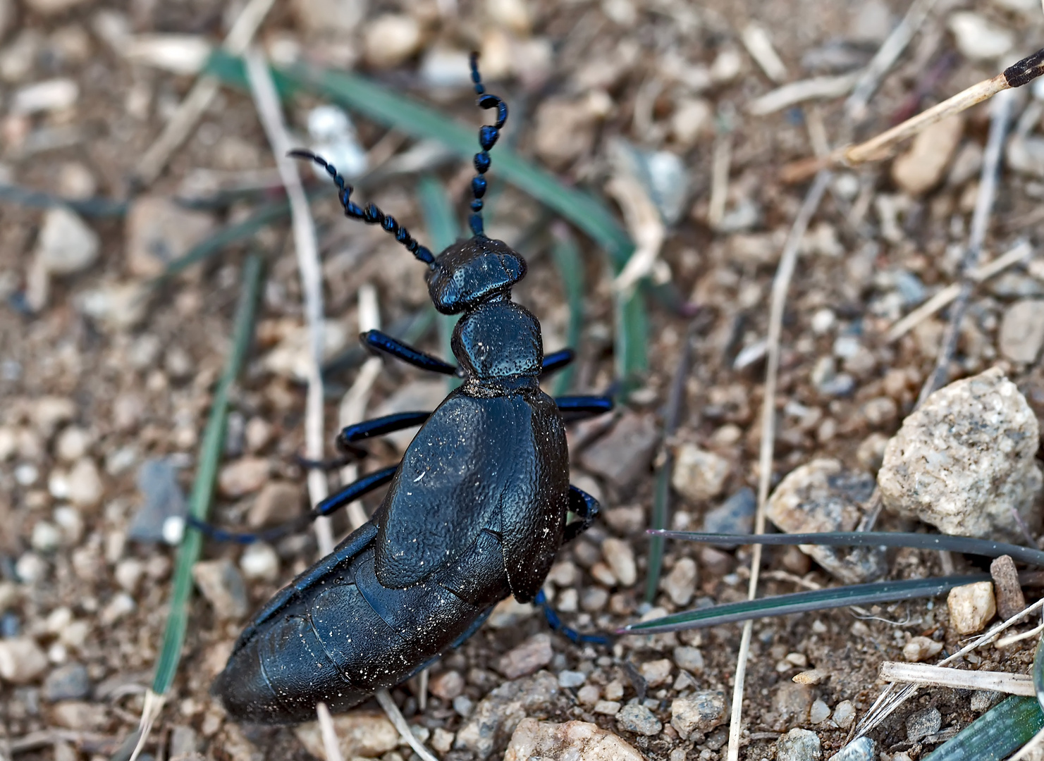 Violetter Ölkäfer oder violett-blauer Maiwurm (Meloe violaceus). -  Le Méloé violet.