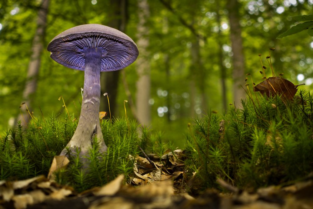 Violetter Schleierling (Cortinarius violaceus)