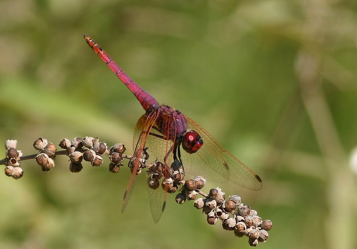 Violetter Sonnenanzeiger (Trithemis annulata)