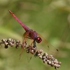 Violetter Sonnenanzeiger (Trithemis annulata)